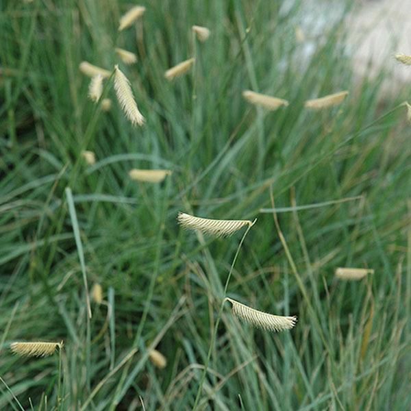 6 X Erba Zanzara - Bouteloua Gracilis | Vaso 9Cm X 9Cm-image