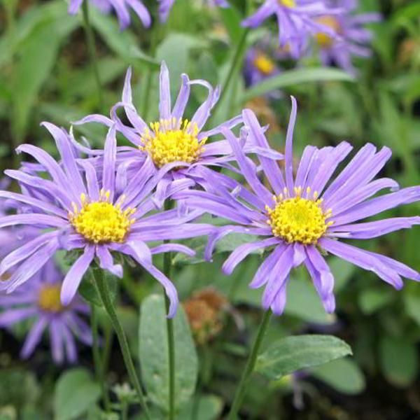 6 X Aster Estivo - Aster 'Blue King' | Vaso 9 Cm X 9 Cm-image