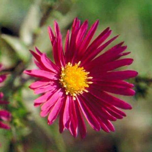 6 X Aster A Foglia Liscia - Aster Novi Belgii 'Crimson Brocade' | Vaso 9 Cm X 9 Cm-image