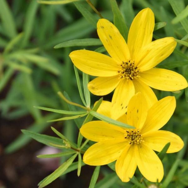 6 X Coreopsis Vert. – Coreopsis Verticillata 'El Dorado' | Vaso Da 9 Cm X Vaso Da 9 Cm-image