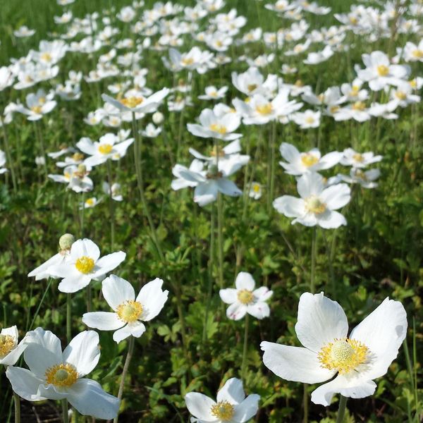 6 X Anemone Del Legno - Anemone Sylvestris | Vaso 9Cm X 9Cm-image