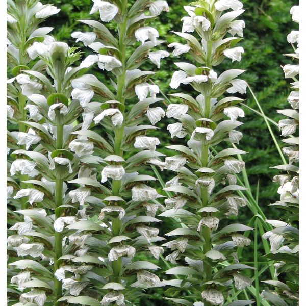 6 X Acanthus Mol. - Acanthus Mollis 'Hollard's Gold' | Vaso 9 Cm X 9 Cm-image