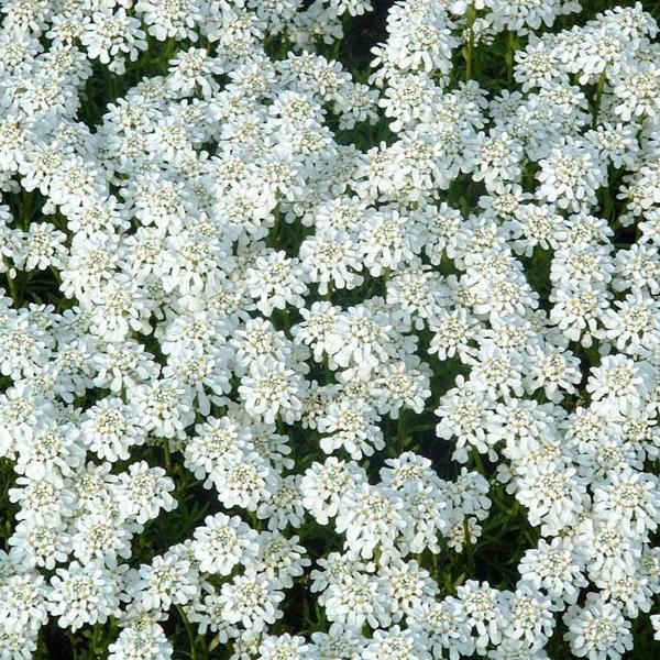 6 X Iberis Sempreverde - Iberis Sempervirens 'Weisser Zwerg' | Vaso 9 Cm X 9 Cm-image
