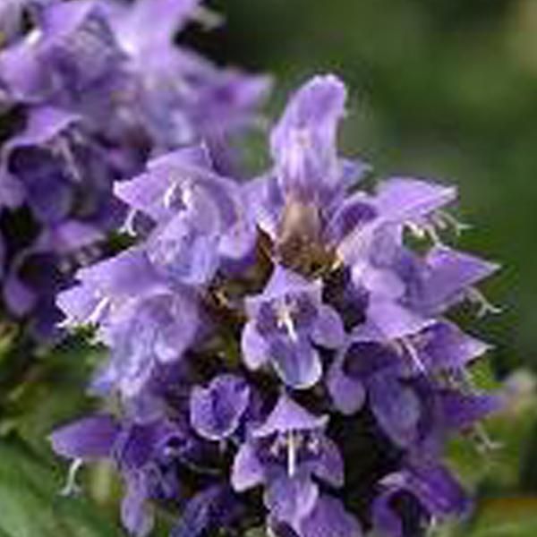 6 X Allium Marrone A Fiore Grande - Prunella Grandiflora (Violet) | Vaso 9Cm X 9Cm-image