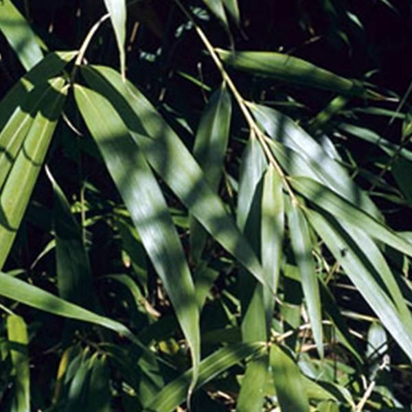 Bambù Freccia - Pseudosasa Japonica | 60-80 Cm In Contenitore-image