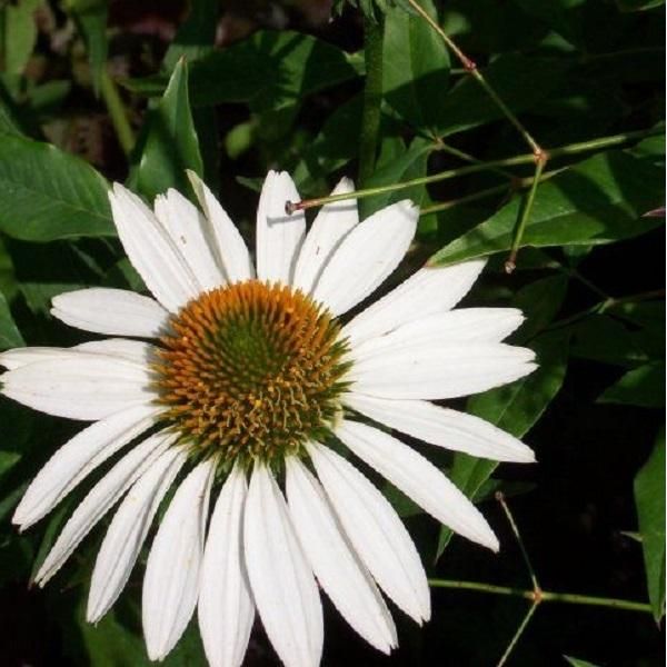 6 X Cappello Da Sole Finto - Echinacea Purpurea 'White Swan' | Vaso 9 Cm X 9 Cm-image