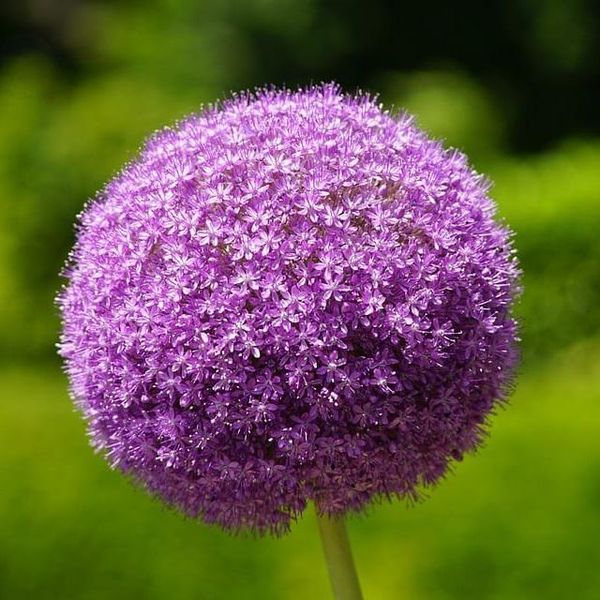 6 X Aglio Ornamentale - Allium 'Ambassador' | Vaso 9 Cm X 9 Cm-image