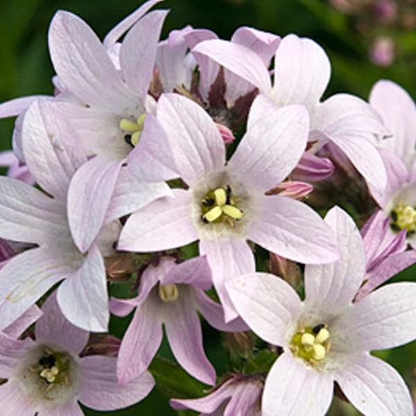 6 X Campanule - Campanula Lactiflora 'Loddon Anna' | Vaso 9 Cm X 9 Cm-image