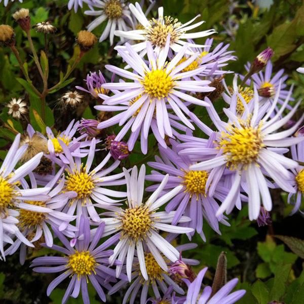6 X Aster 'Asran' | Vaso 9Cm X 9Cm-image
