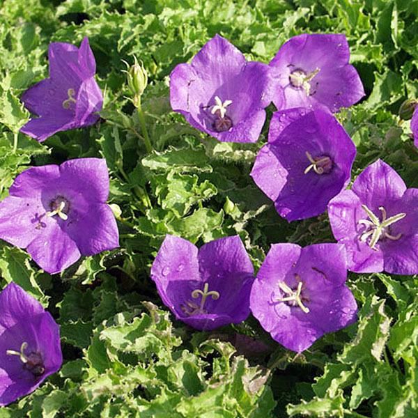 6 X Campanula Carpatica 'Blaue Clips' | Vaso 9 Cm X 9 Cm-image
