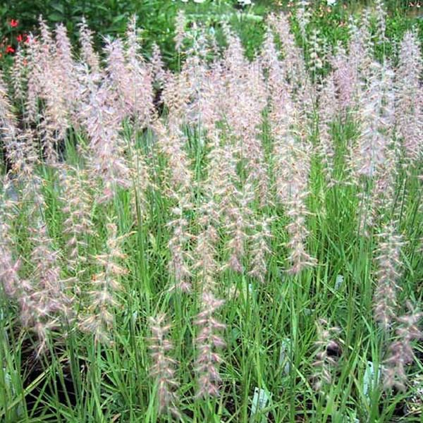 6 X Erba A Setole Fini - Pennisetum Orientale | Vaso 9Cm X 9Cm-image