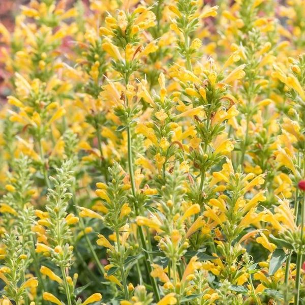 6 X Agastache Hybr. - Agastache Hybrida 'Kudos Yellow' | Vaso 9 Cm X 9 Cm-image
