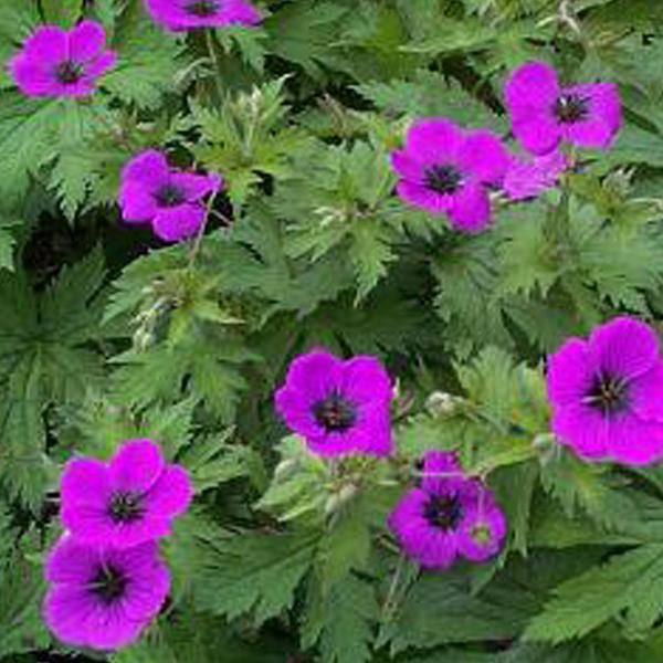 6 X Geranio Armeno - Geranium Psilostemon | Vaso 9Cm X 9Cm-image