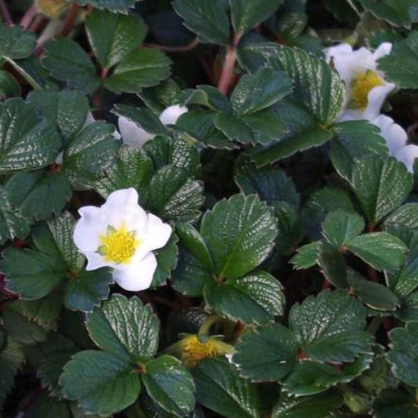 6 X Fragole - Fragaria Chiloensis | Vaso 9Cm X 9Cm-image