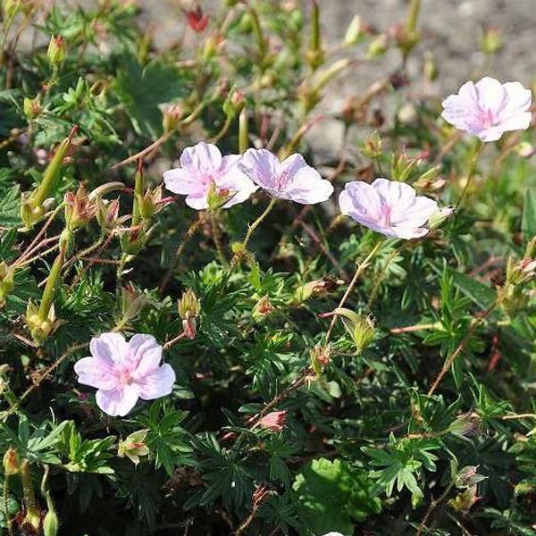 6 X Geranio Striato - Geranium Sanguineum Striatum | Vaso 9Cm X 9Cm-image