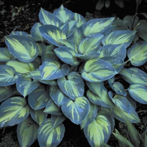 6 X Funkie - Hosta 'June' | Vaso 9 Cm X 9 Cm-image