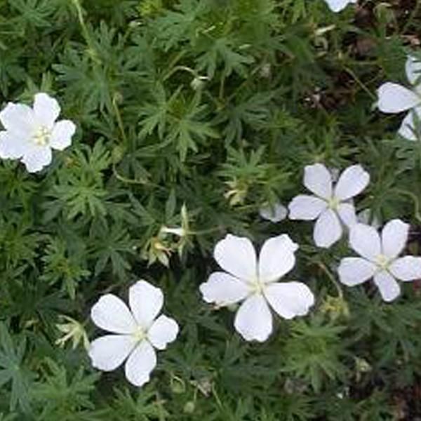 6 X Geranio Delle Nevi - Geranium Sanguineum 'Album' | Vaso 9 Cm X 9 Cm-image