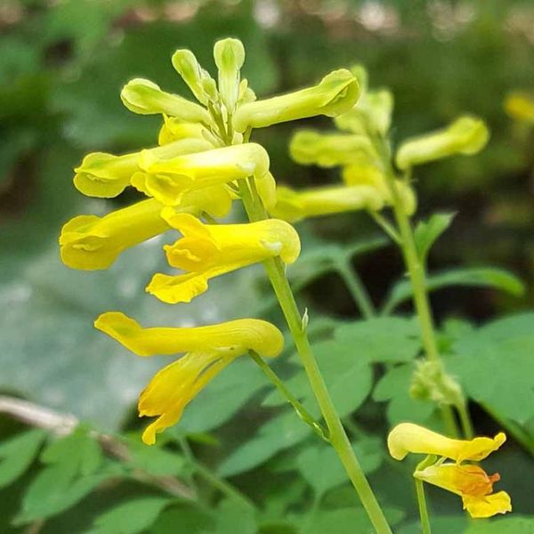 6 X Corydalis Lutea | Vaso 9Cm X 9Cm-image