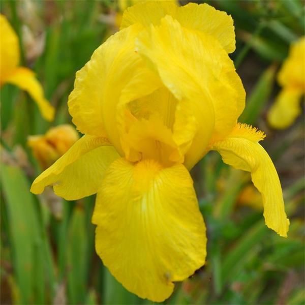 6 X Iris - Iris Germanica 'Ola Kala' | Vaso 9 Cm X 9 Cm-image