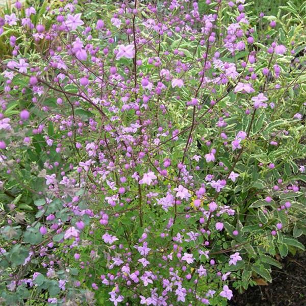 6 X Ruta Dei Prati Di Delavays - Thalictrum Delavayi | Vaso 9Cm X 9Cm-image