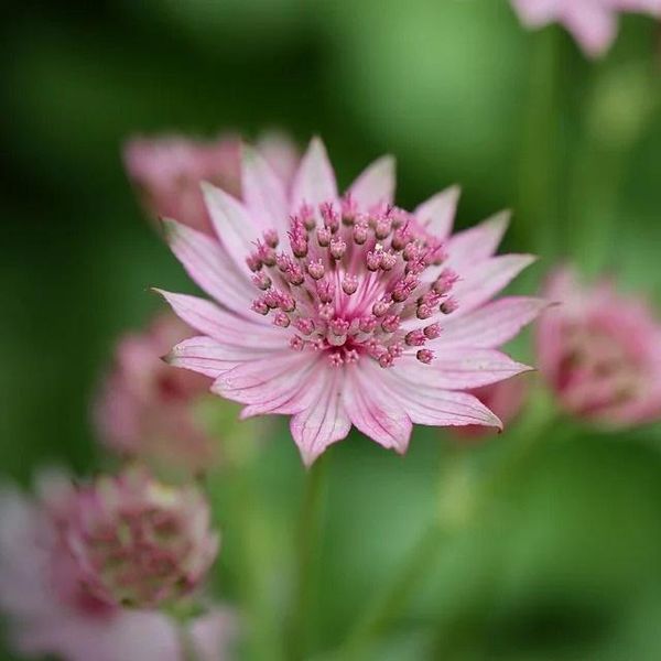 6 X Astrantia Maj. - Astrantia Major 'Bloody Mary' | Vaso 9 Cm X 9 Cm-image