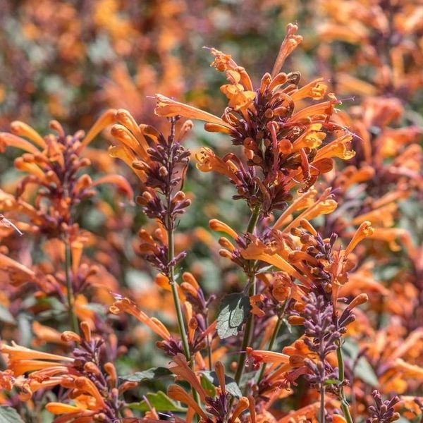 6 X Agastache Hybr. - Agastache Hybrida 'Fleur' | Vaso 9 Cm X 9 Cm-image