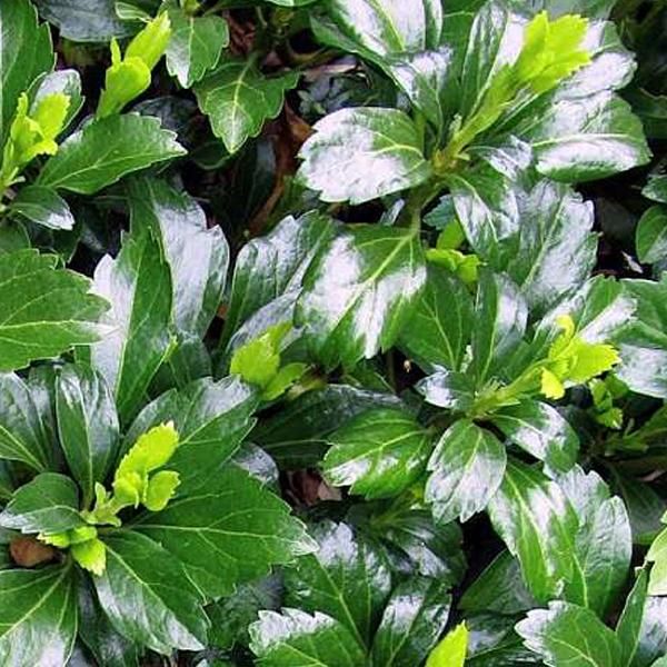 6 X Pachysandra Terminalis 'Green Sheen' | Vaso 9 Cm X 9 Cm-image