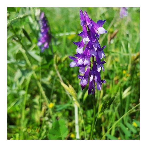 6 X Vicia Cracca | Topf 9Cm X 9Cm-image