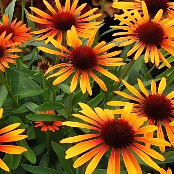 6 X Cappello Da Sole Finto - Echinacea Purpurea 'Flame Thrower'® | Vaso 9 Cm X 9 Cm-image