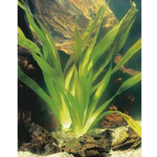 6 X Vallisneria Gigantea - Vallisneria Gigante - Vaso 9 X 9 Cm-image