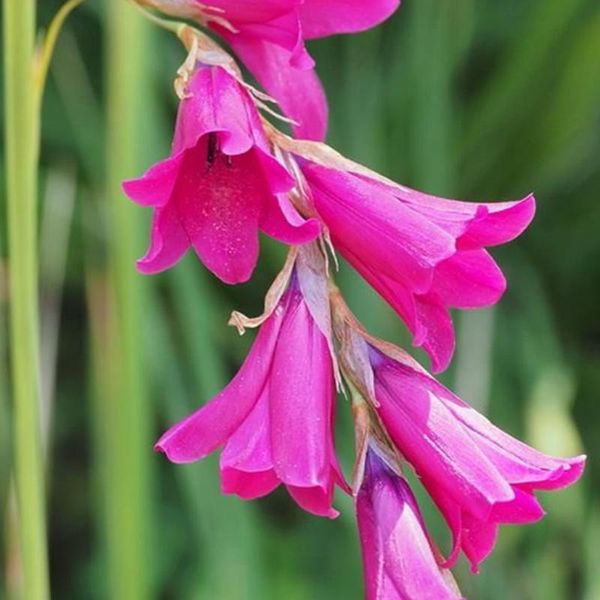 6 X Dierama Pulcherrimum | Vaso 9Cm X 9Cm-image