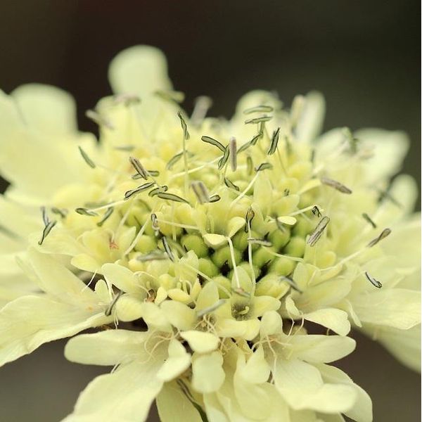 6 X Testa Di Grande Taglia - Cephalaria Gigantea | Vaso 9Cm X 9Cm-image