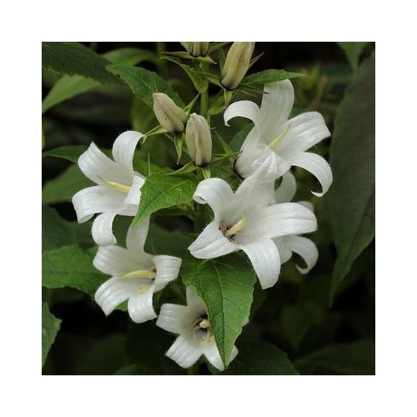 6 X Campanule - Campanula Lactiflora 'White Pouffe' | Vaso 9 Cm X 9 Cm-image