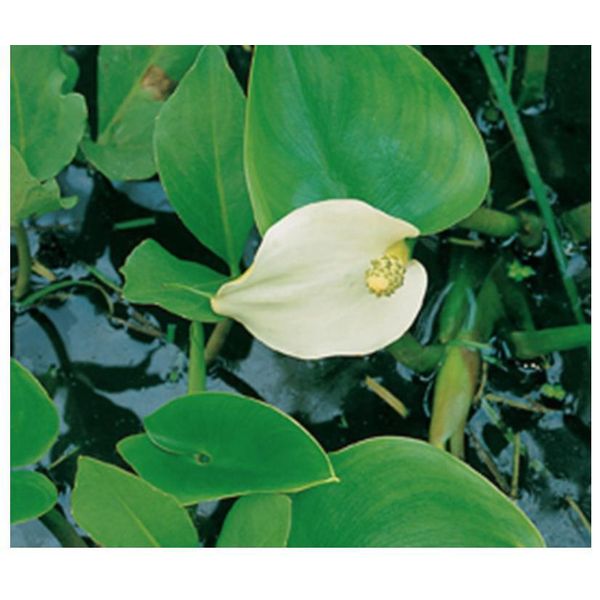 6 X Calla Palustris - Calla D'acqua Di Palude - Vaso 9 X 9 Cm-image