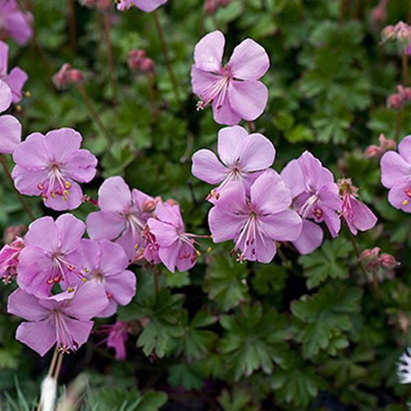 6 X Cranesbill Dalmata - Geranium Dalmaticum | Vaso 9Cm X 9Cm-image