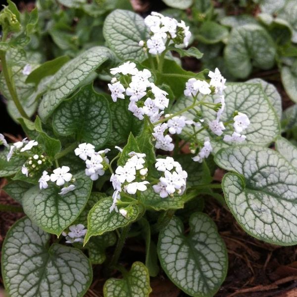 6 X Nontiscordardime Caucasico 'Mr Morse'® - Brunnera Macrophylla 'Mr Morse' | Vaso 9Cm X 9Cm-image