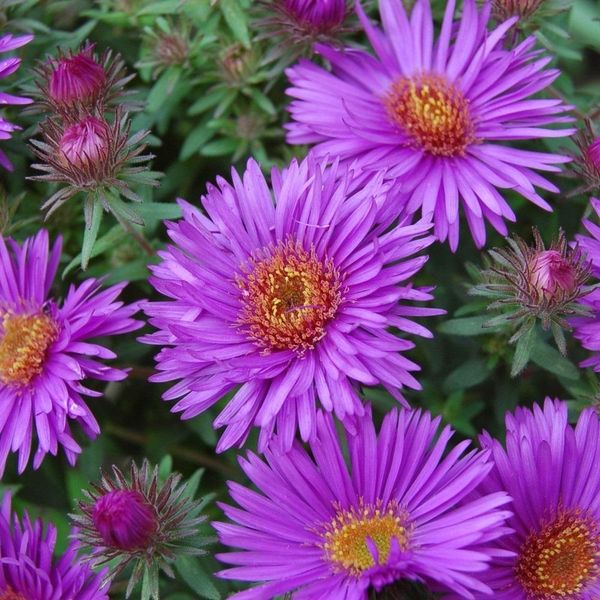 6 X Aster A Foglia Ruvida - Aster Novae-Angliae 'Purple Dome' | Vaso 9 Cm X 9 Cm-image