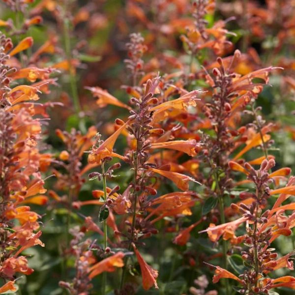 6 X Agastache Hybr. - Agastache Hybrida 'Tangerine Dream' | Vaso 9 Cm X 9 Cm-image