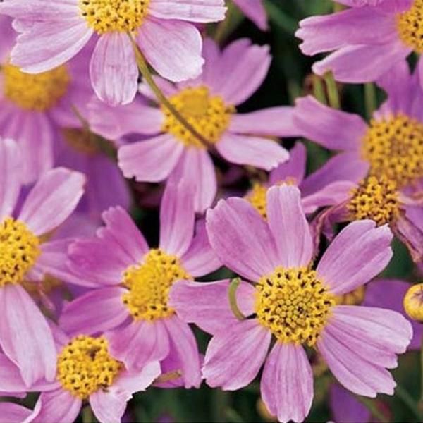 6 X Coreopsis Rosea 'American Dream' | Vaso 9 Cm X 9 Cm-image