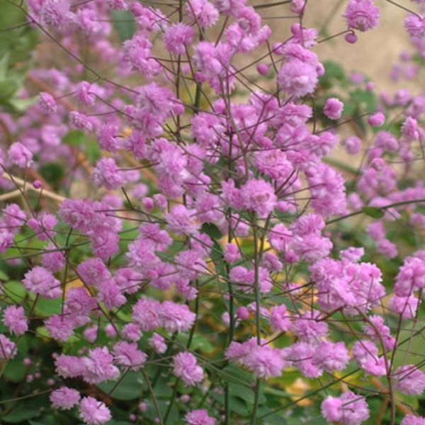 6 X Ruta Di Campo - Thalictrum Delavayi 'Hewitt's Double' | Vaso 9 Cm X 9 Cm-image
