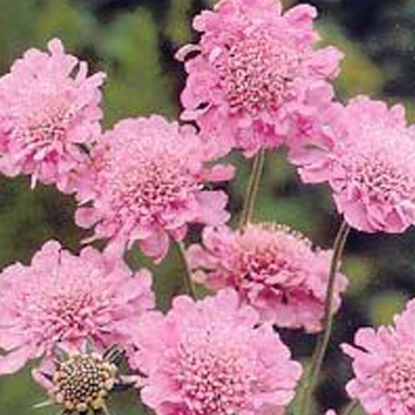 6 X Scabiosa Columbaria - Scabiosa Columbaria 'Pink Mist' | Vaso 9 Cm X 9 Cm-image