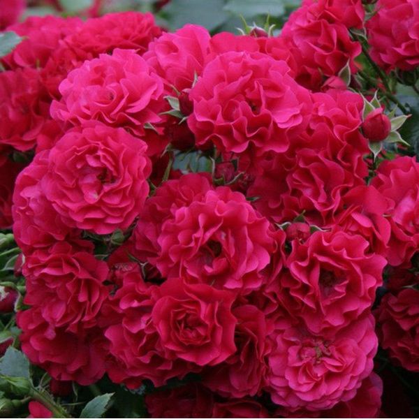 2 X Rosa - Kordes Rigo-Rose - Rosa 'GäRtnerfreude'®-image