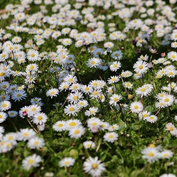6 X Margherita - Bellis Perennis | Vaso 9Cm X 9Cm-image