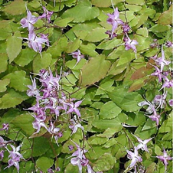 6 X Fiore Degli Elfi - Epimedium Grandiflorum 'Lilafee' | Vaso 9 Cm X 9 Cm-image