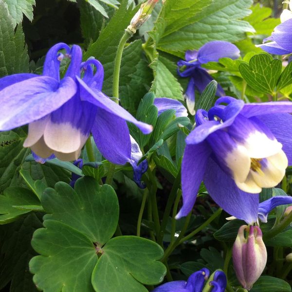 6 X Aquilegia Miniatura - Aquilegia Flabellata 'Ministar' | Vaso 9 Cm X 9 Cm-image