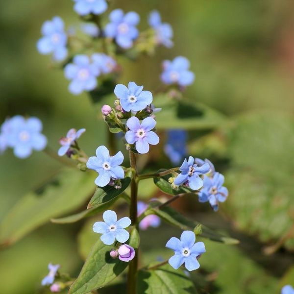 6 X Nontiscordardime Siberiano - Brunnera Sibirica | Vaso 9Cm X 9Cm-image