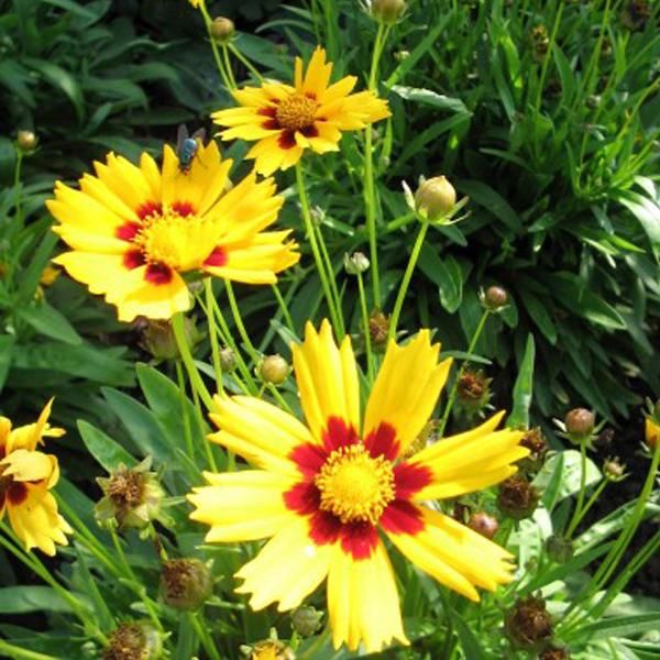 6 X Occhio Di Bambina - Coreopsis Lanceolata 'Baby Gold' | Vaso 9 Cm X 9 Cm-image