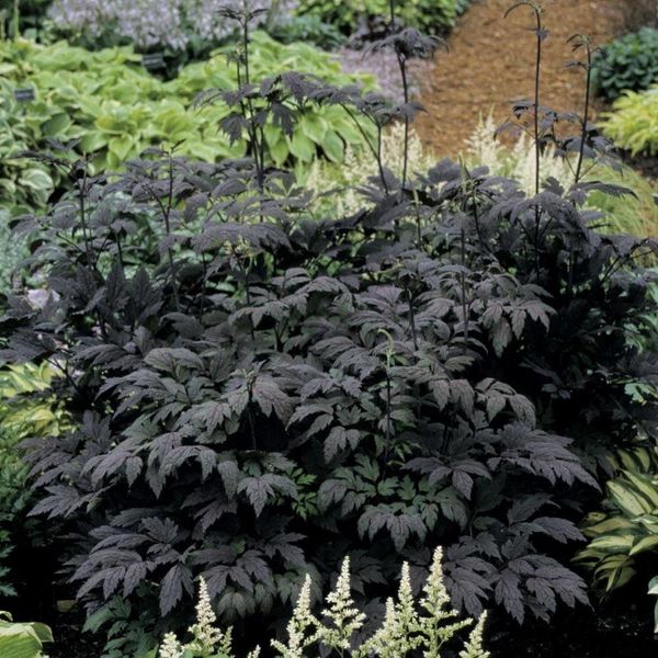 6 X Actaea Simpl. - Actaea Simplex 'Hillside Black Beauty' | Vaso 9 Cm X 9 Cm-image