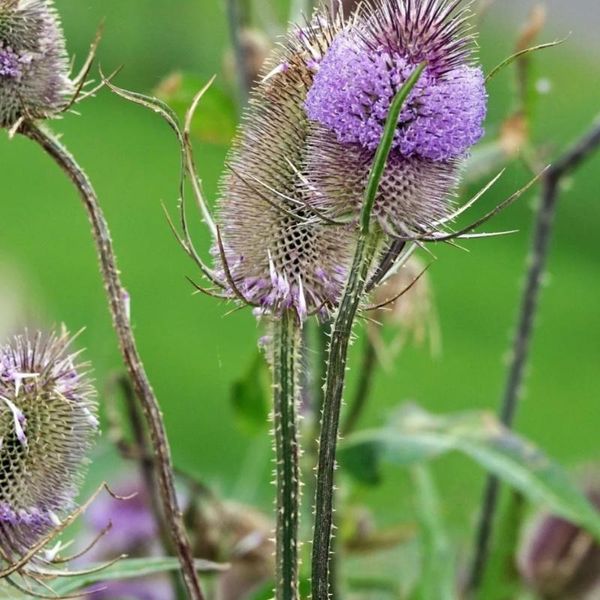 6 X Cardo Selvatico, Pianta Da Cisterna - Dipsacus Fullonum | Vaso 9Cm X 9Cm-image