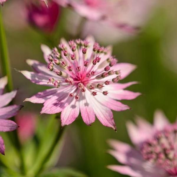 6 X Astrantia - Astrantia Major 'Roma' | Vaso 9 Cm X 9 Cm-image